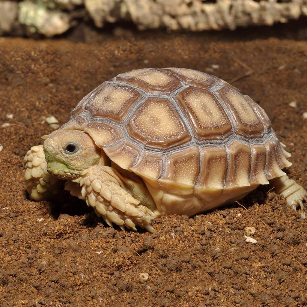Bedding for discount sulcata tortoise